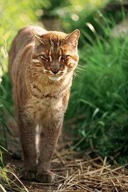 asian-golden-cat