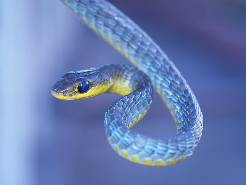 green tree snake in blue phase