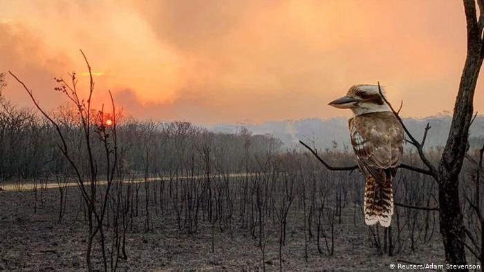 kookaburra in burnt land