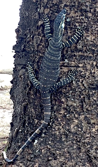 Old Man Goanna crop